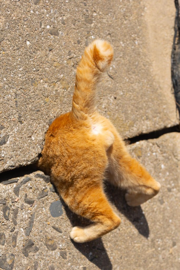 Comedy Pet Photo Awards 2024, Gli esilaranti finalisti del Comedy Pet Photo Awards 2024: un must per gli amanti degli animali