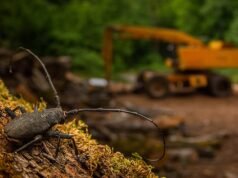 La natura riconquista i suoi spazi: il Wildlife Photographer of the Year torna a Milano