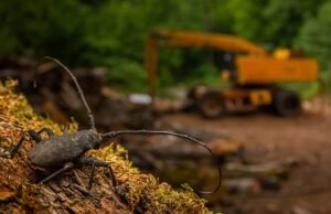 La natura riconquista i suoi spazi: il Wildlife Photographer of the Year torna a Milano