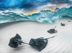 #Un obiettivo in fondo al mare: i vincitori dell’Underwater Photographer of the Year 2023