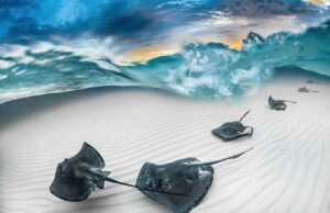 #Un obiettivo in fondo al mare: i vincitori dell’Underwater Photographer of the Year 2023