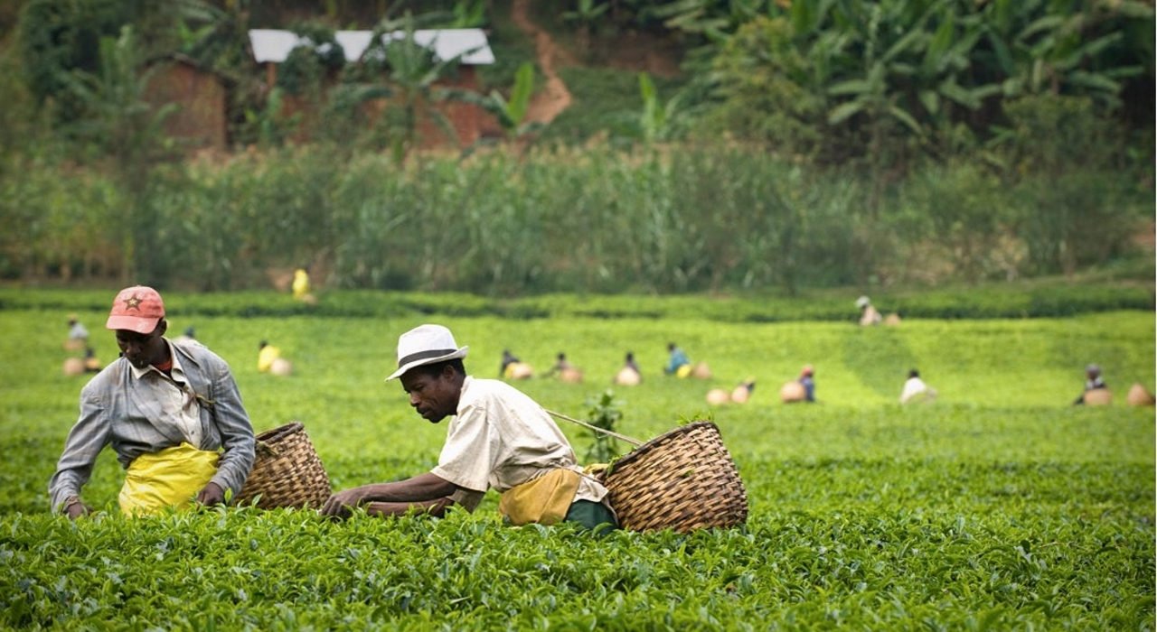 #Arriva in Italia il primo Tea Village