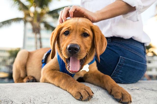 aspetti positivi di avere un cane in casa, #Croci e delizie dell&#8217;amico a 4 zampe