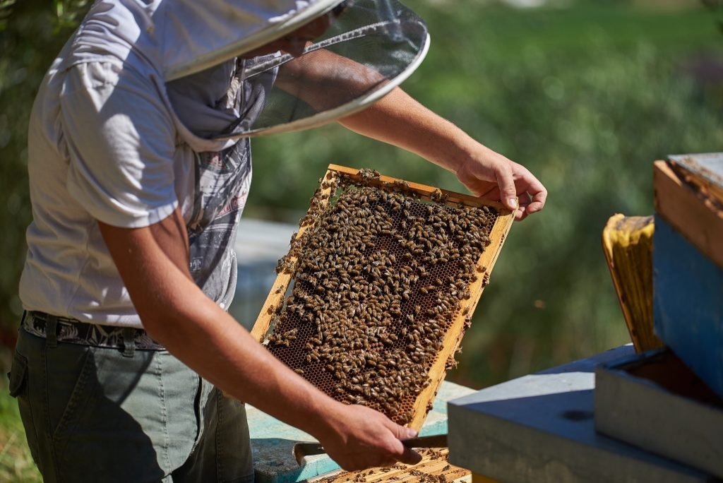 , Una giornata “proprio come un apicoltore” in Garda Trentino