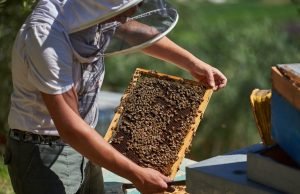 Una giornata “proprio come un apicoltore” in Garda Trentino