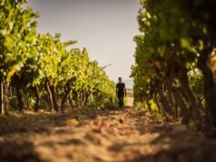 Viaggio tra i Borghi del Vino d’Italia