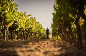 Viaggio tra i Borghi del Vino d’Italia