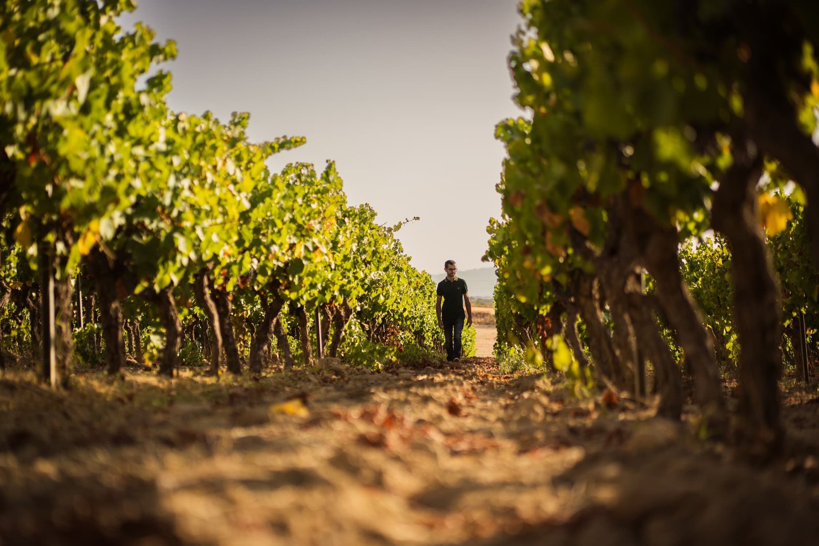 Tre Bicchieri 2026: i 16 migliori vini dell’Emilia Romagna premiati dal Gambero Rosso