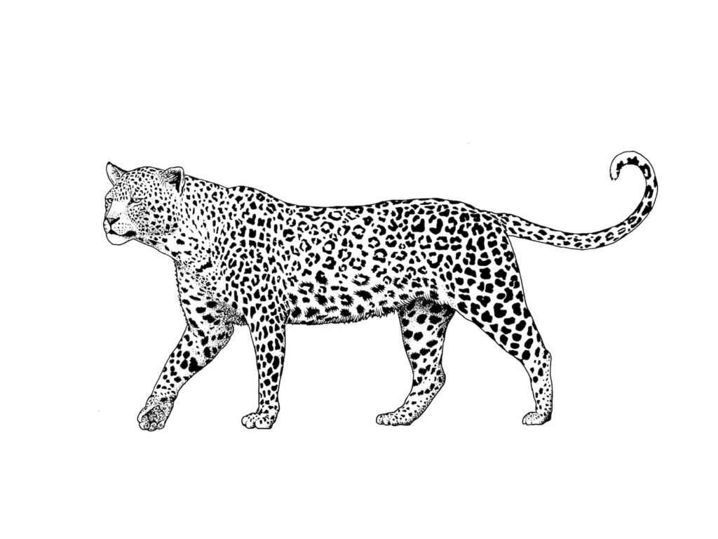 Gli animali della Divina Commedia, #Il Bestiario della Divina Commedia