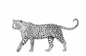 #Il Bestiario della Divina Commedia