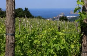 Wine School Vini Rossi del Carso Spring Edition Carso