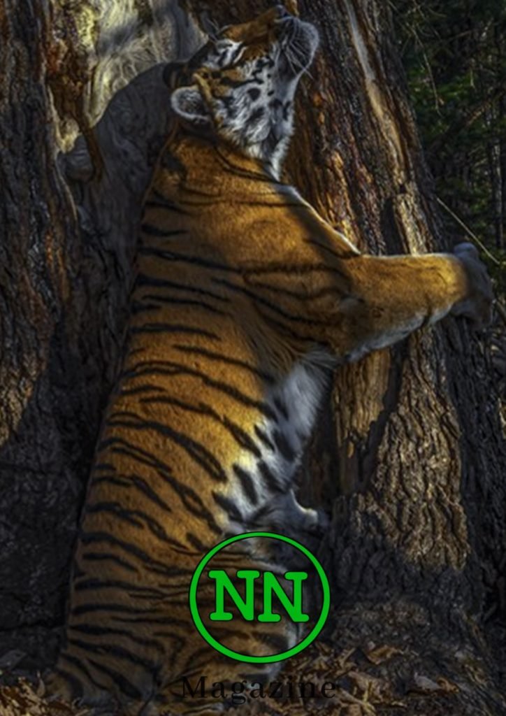 No#News Magazine numero 21, No#News Magazine &#8211; anno II &#8211; numero XXI