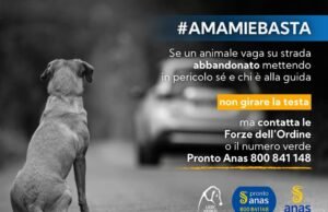 #Cani e gatti, incidenti provocati dall’abbandono