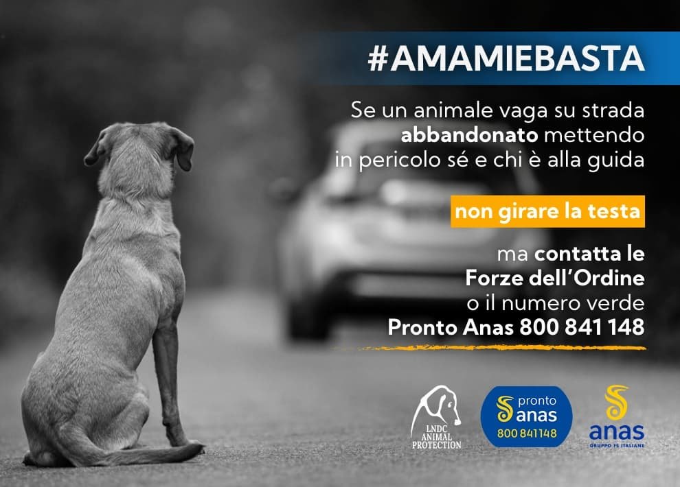 campagna contro l'abbandono degli animali domestici, #Cani e gatti, incidenti provocati dall’abbandono