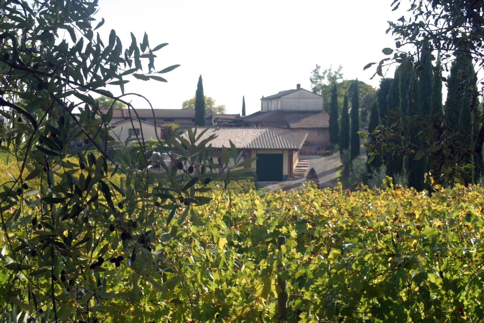 #Boscarelli: i vini conquistano il mondo con eleganza e longevità