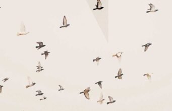 Lo scorre del tempo nelle vite degli abitanti di Hotl No#News la rivista dell'ozio e della serendipità, Periodico dell’ozio e della serendipità