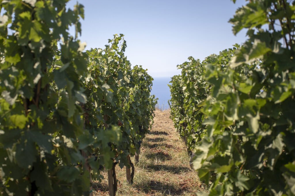 , Nero Ossidiana, il rosso delle Eolie di Tenuta di Castellaro