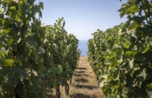 Nero Ossidiana, il rosso delle Eolie di Tenuta di Castellaro