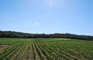 Tenuta Gregu: la voce naturale del vino parla sardo Tenute Gregu 1