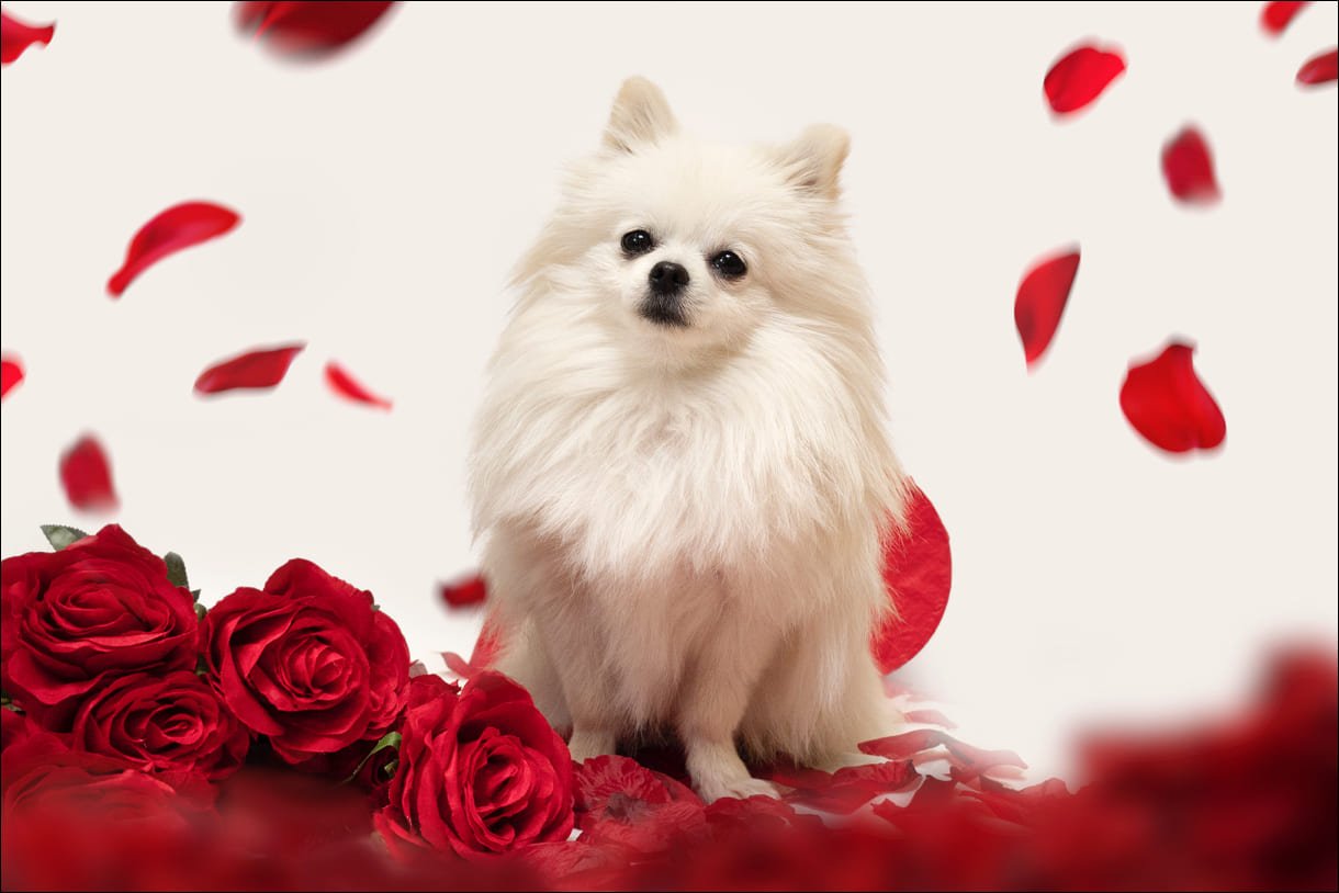 Milano capitale dei pet: arriva il primo corso per veterinari del terzo millennio