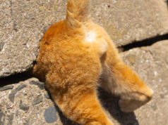 Gli esilaranti finalisti del Comedy Pet Photo Awards 2024: un must per gli amanti degli animali