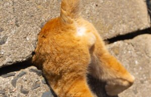 Gli esilaranti finalisti del Comedy Pet Photo Awards 2024: un must per gli amanti degli animali