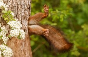 É romagnolo il vincitore del Comedy Wildlife Photography Awards 2024