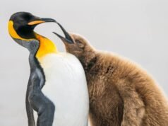 #Sulle ali del Bird Photographer of the Year 2023