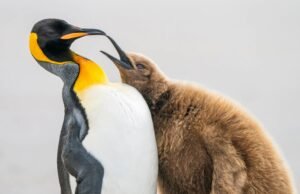 #Sulle ali del Bird Photographer of the Year 2023