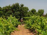 Nasce Passi di Gusto: escursioni, degustazioni e show-cooking nella Sardegna del Sud Passi di Gusto