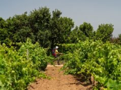 Nasce Passi di Gusto: escursioni, degustazioni e show-cooking nella Sardegna del Sud Passi di Gusto