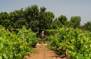 Nasce Passi di Gusto: escursioni, degustazioni e show-cooking nella Sardegna del Sud Passi di Gusto