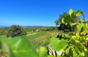 Alla scoperta dei vini rossi autoctoni del Carso Prepotto. Foto Jakomin