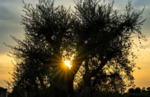 La Puglia: dal tacco dello stivale al cuore dei viaggiatori