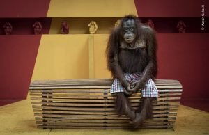 Un oceano di meraviglie: il Wildlife Photographer of the Year 2024