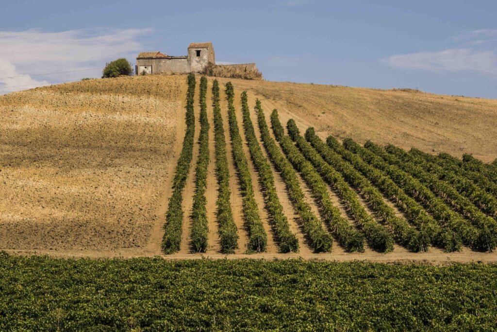 @ConsorzioDocSicilia