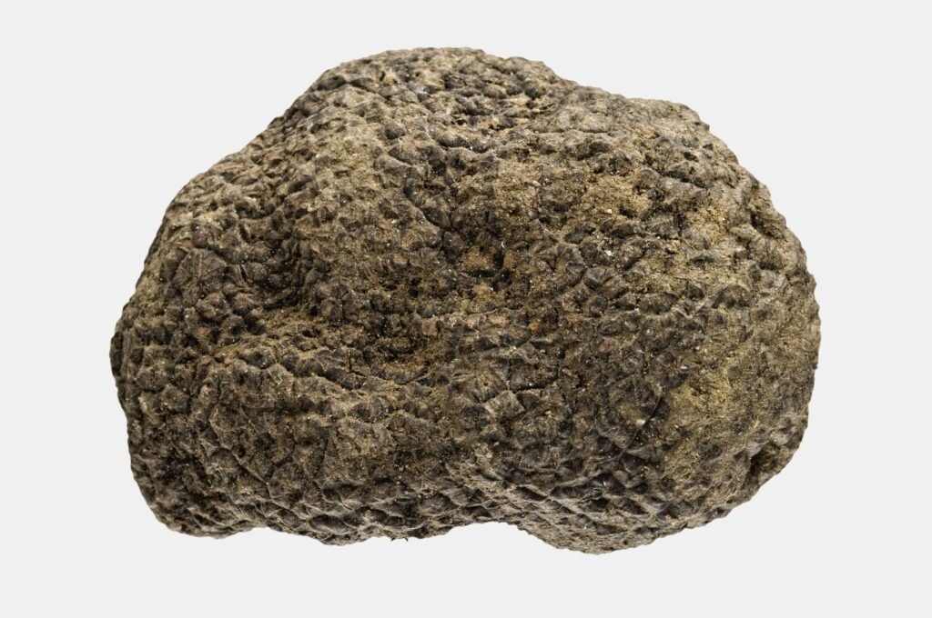 descrizione e tutela del il tartufo di Acqualagna, L&#8217;oro di Acqualagna