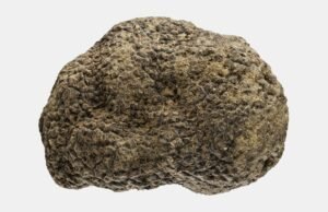 L’oro di Acqualagna