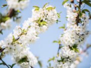 Dove sboccia la primavera, fiorisce l’Emilia Visit Emilia