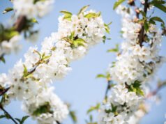 Dove sboccia la primavera, fiorisce l’Emilia Visit Emilia
