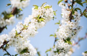 Dove sboccia la primavera, fiorisce l’Emilia Visit Emilia