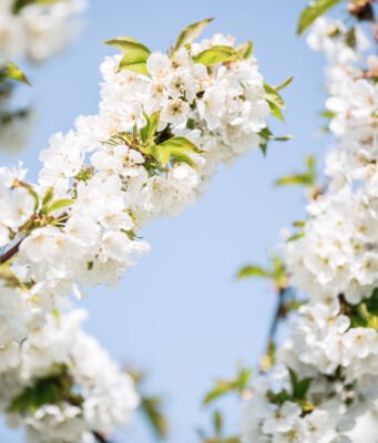 Dove sboccia la primavera, fiorisce l’Emilia Visit Emilia