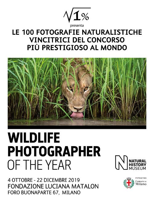 , Wildlife Photographer of the Year alla Fondazione Luciana Matalon 