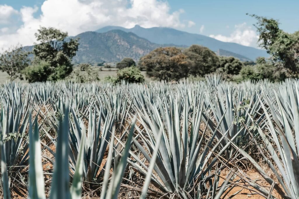 pulque bevanda messicana azteca fermentata agave, Pulque: il nettare sacro degli Aztechi che rinasce nel Messico moderno