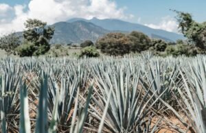 Pulque: il nettare sacro degli Aztechi che rinasce nel Messico moderno