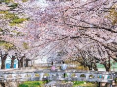 La danza dei petali rosa: rincorsa alla fioritura dei ciliegi