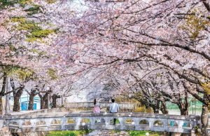 La danza dei petali rosa: rincorsa alla fioritura dei ciliegi