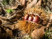 Perché l’autunno ha un odore inconfondibile: la chimica invisibile del sottobosco