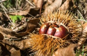 Tra caldarroste e tartufi: viaggio nelle sagre d’autunno italiane