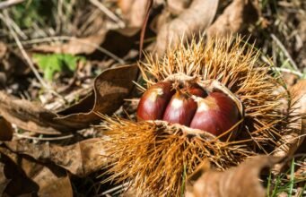 Perché l’autunno ha un odore inconfondibile: la chimica invisibile del sottobosco No News la rivista dell'ozio e della serendipità, Ozio e serendipità